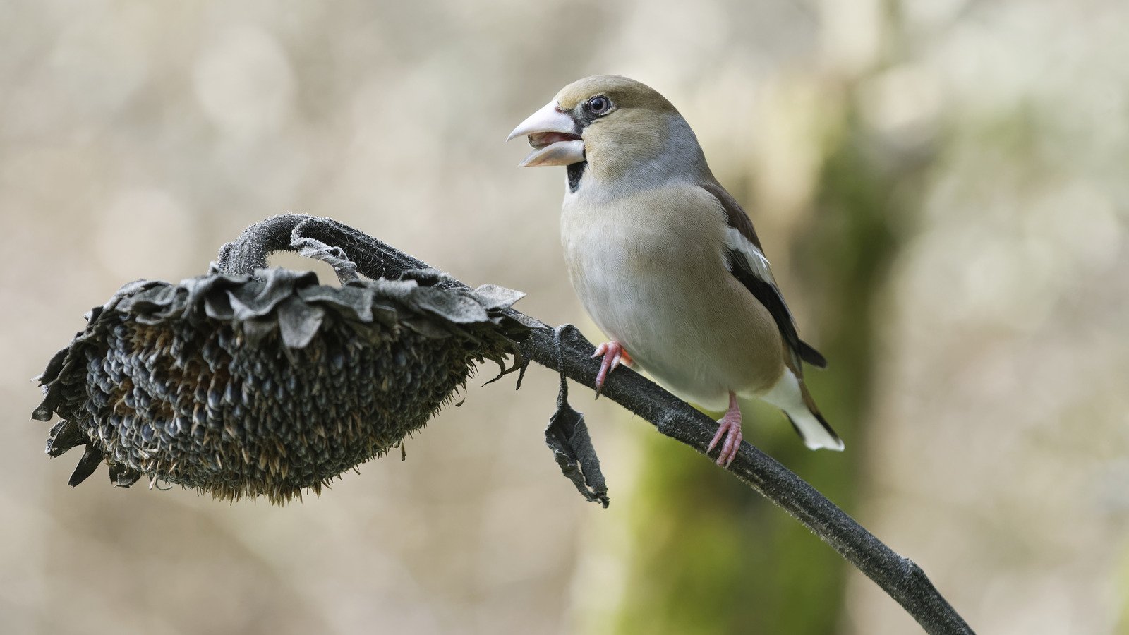 Try TikTok's Genius Feeder Hack To Bring More Birds To Your Garden - House Digest