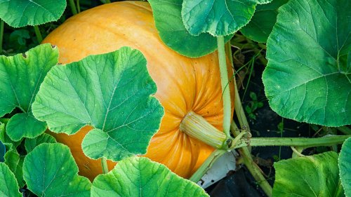 What Is The Best Time Of Year To Plant Pumpkins?