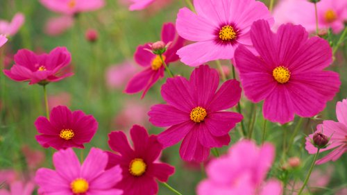 The Benefits Of Planting Cosmos In Your Edible Garden