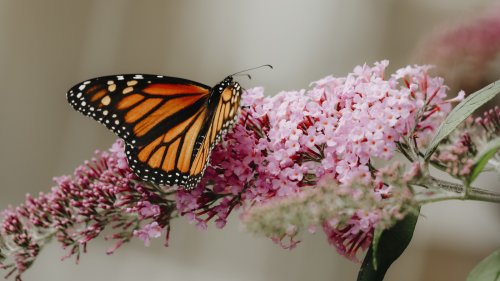 Here's The Bitter Truth About The Butterfly Bush