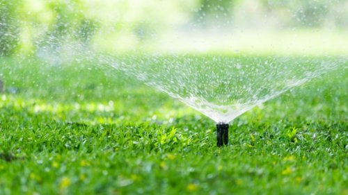 How To Use An Empty Tuna Can To Adequately Water Your Lawn