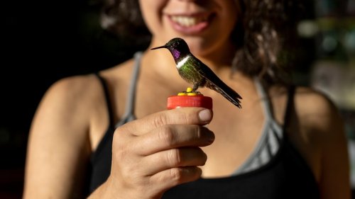 How To Support Hummingbirds In Your Garden During Migration Seasons