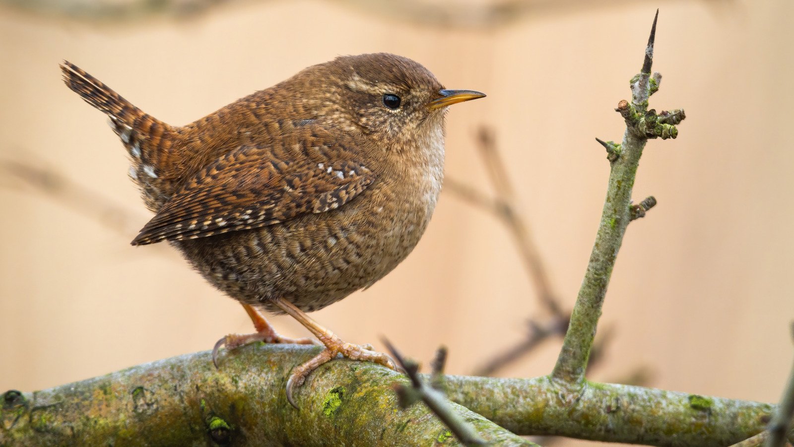 The Best Types Of Wren Bird Feeders To Help Keep Pests Out Of Your Garden