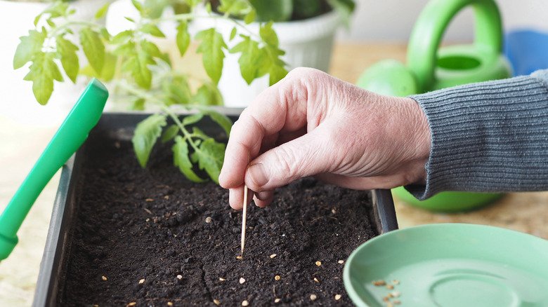 Why You Should Place A Toothpick Next To The Seedlings In Your Garden