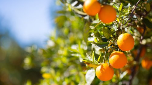 10 Things To Consider Before Planting A Fruit Tree In Your Backyard
