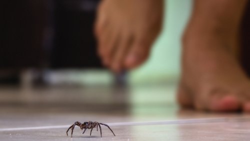 Here's Why You Shouldn't Kill Spiders In Your Home