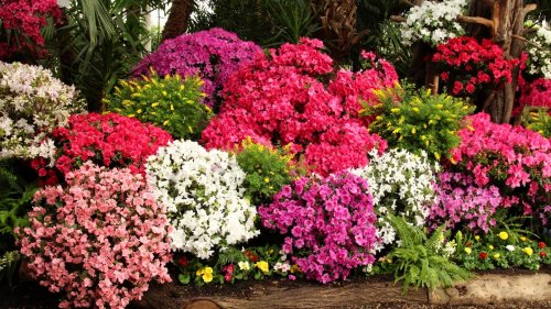 A Garden Expert Explains Why You Should Be Watering Your Azalea Plants With Cola