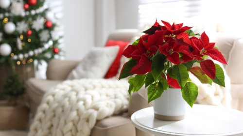 Here's How Often You Should Be Watering Your Poinsettia