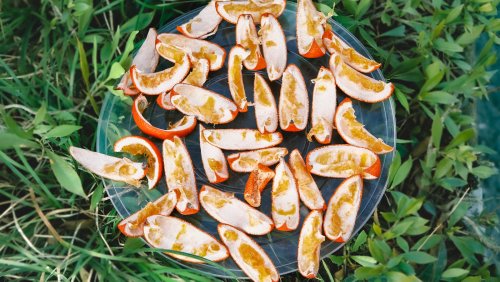 Why You Should Place Some Orange Peels Around Your Patio