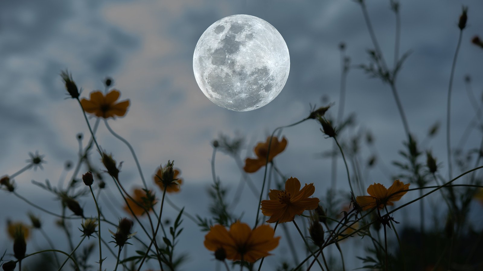 What Does It Mean To Garden By The Moon?