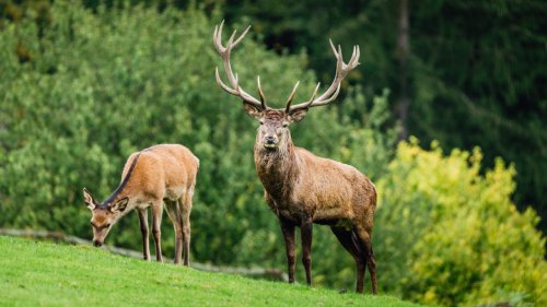 8 Best Ways To Keep Deer Out Of Your Yard