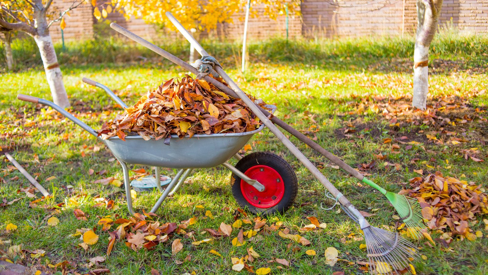 5 Tips For Caring For Your Lawn This Fall