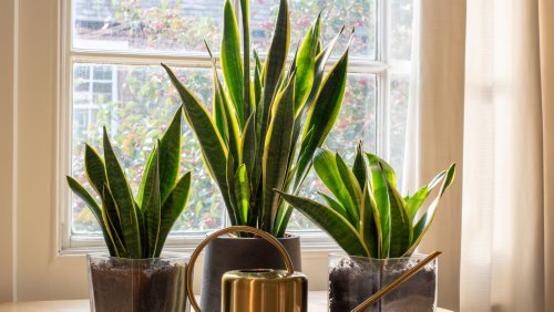 4 Pointers For Caring For Your Snake Plant