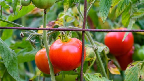 How And When To Stake Tomatoes