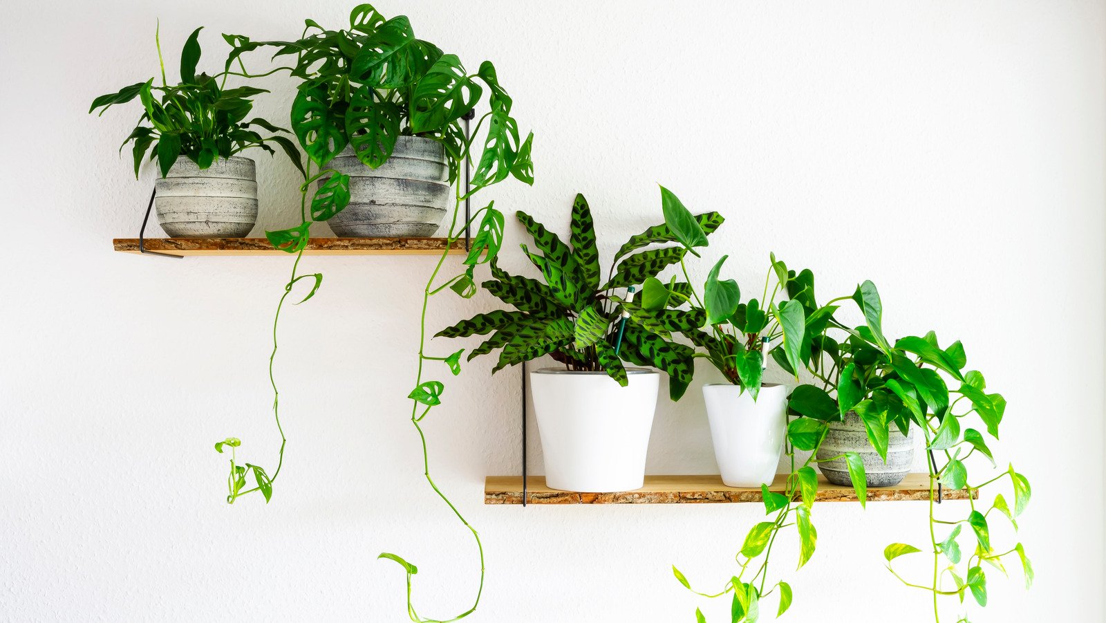 What Are The Easiest Houseplants To Grow? - House Digest