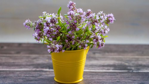 5 Tips For Caring For Your Thyme Plant Indoors