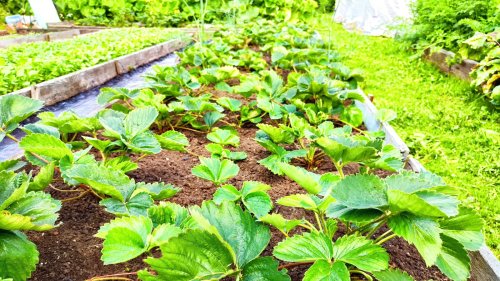 This Tiny Detail On A Strawberry Plant Could Impact Your Entire Harvest