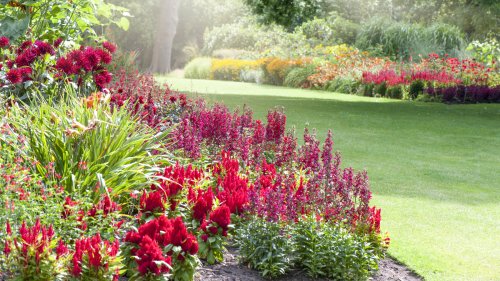 The Red Summer Flower That'll Make Your Yard A Hummingbird & Pollinator Paradise