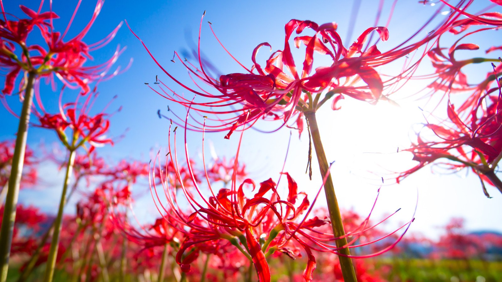 Red Spider Lily: Everything You Should Know Before Planting - House Digest