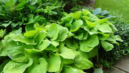 Can Coffee Grounds Really Help Hostas Flourish? House Digest's Master Gardener Weighs In