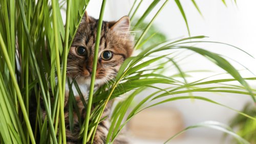 5 Plants You Can Grow That Your Cat Will Love