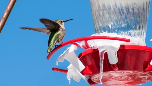 Is Using Christmas Lights To Keep A Hummingbird Feeder From Freezing A Good Idea?