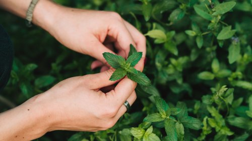 Ina Garten's Genius Tip For Growing Fresh Mint Will Save So Much Hassle In The Garden