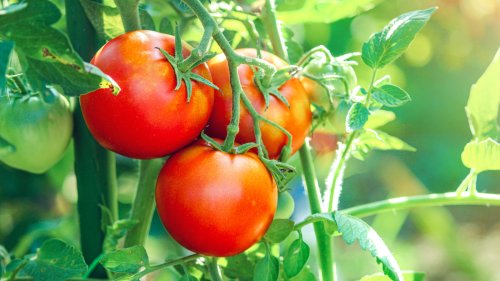 The Worst Places To Plant Tomatoes In Your Garden If You Want A Bountiful Harvest