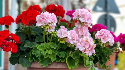 Plant Rescue: What Rust On Geraniums Looks Like And How To Save Them