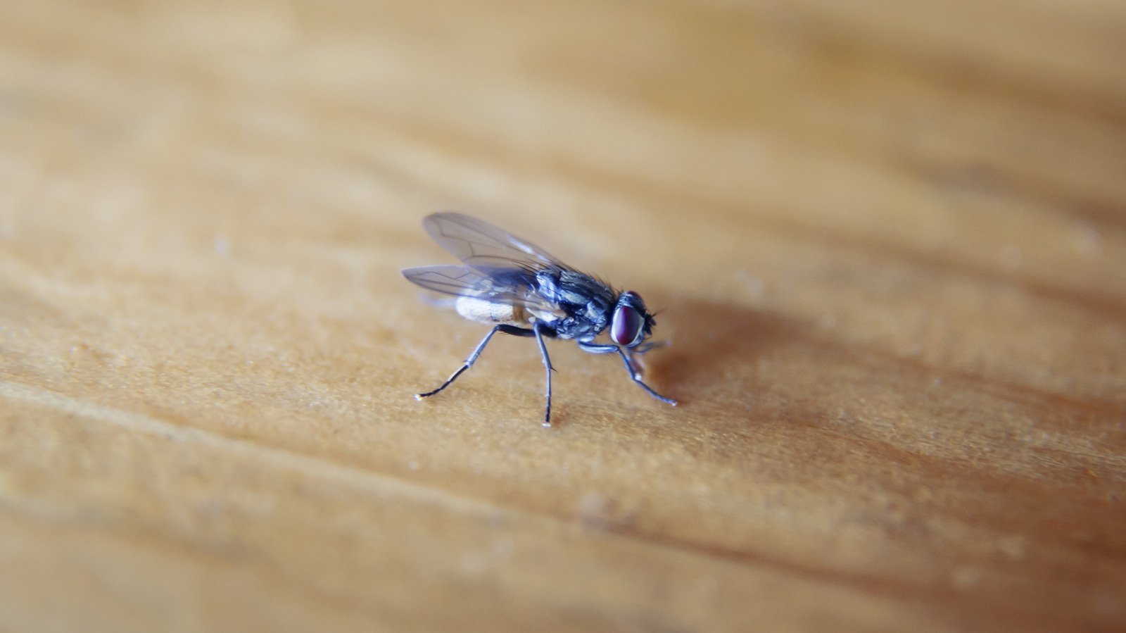 How To Use A Plastic Bag To Keep Flies Out Of Your Home