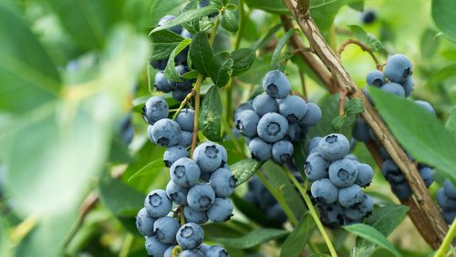 The Herbs That Will Make Your Blueberry Bush Thrive In The Garden