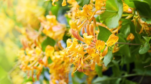 Honeysuckle: Everything You Should Know Before Planting