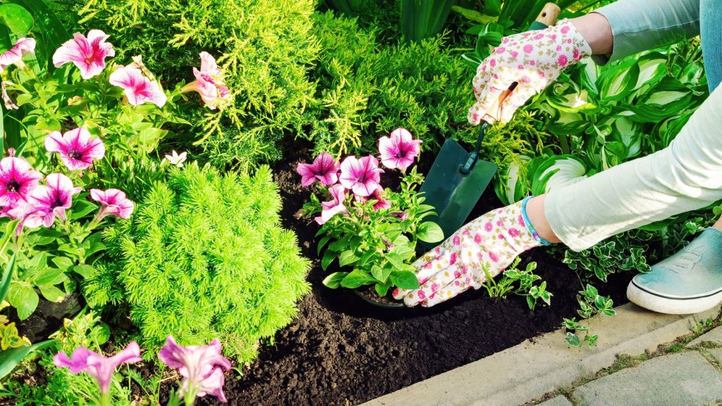Gardening, Flowers And Backyard