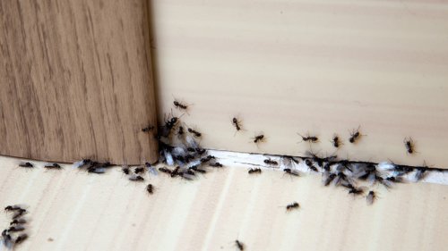 Sprinkle This Secret Ingredient Around The House To Kick Ants To The Curb