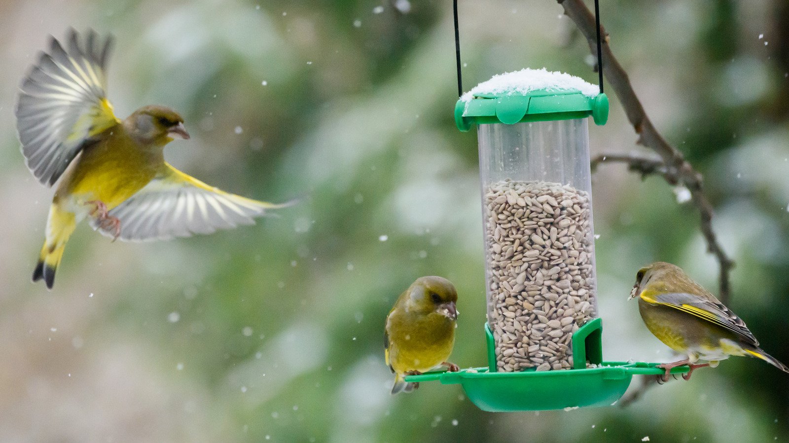 How To Properly Clean Your Backyard Bird Feeder