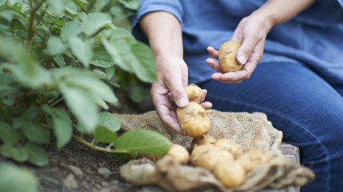 These Two Popular Herbs Are The Perfect Neighbors For Potatoes In Your Garden