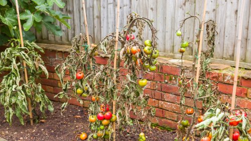 Keep Tomato Plants Blight-Free With A Simple Garden Addition