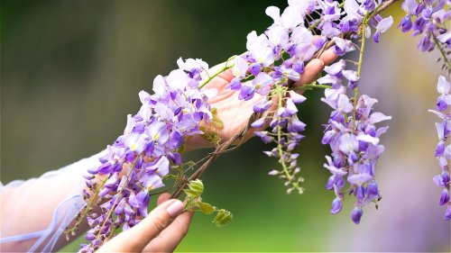 The Wisteria You Want To Rethink Planting In Your Garden