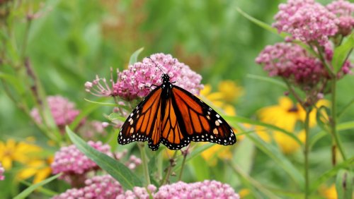 The Best Time Of Year To Sow Milkweed Seeds For A Bountiful Butterfly Garden