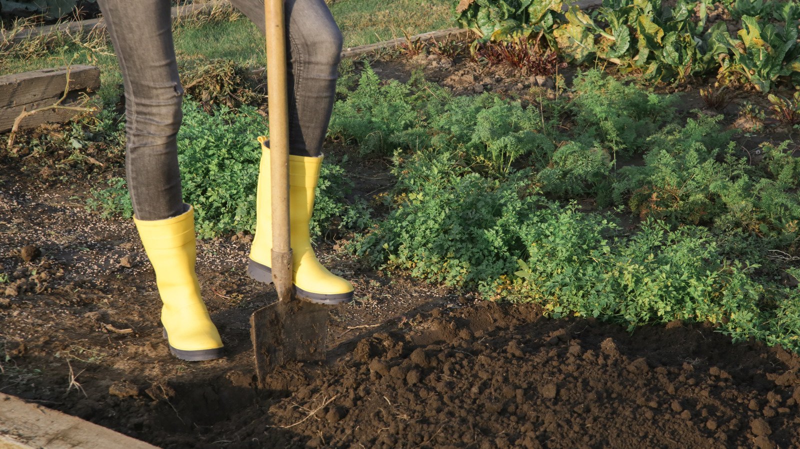 You Might Be Able To Skip Turning Your Soil This Spring