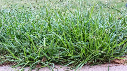 What Is Crabgrass And How Do You Kill It?