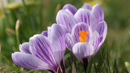 15 Stunning Purple Flowers You Should Grow In Your Garden