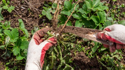 Kill Weeds Efficiently With This Vodka Hack