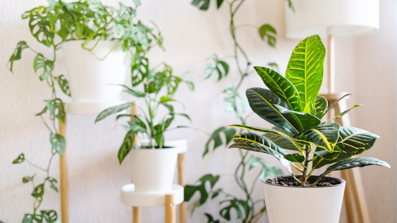 15 Houseplants Perfect For Growing Indoors