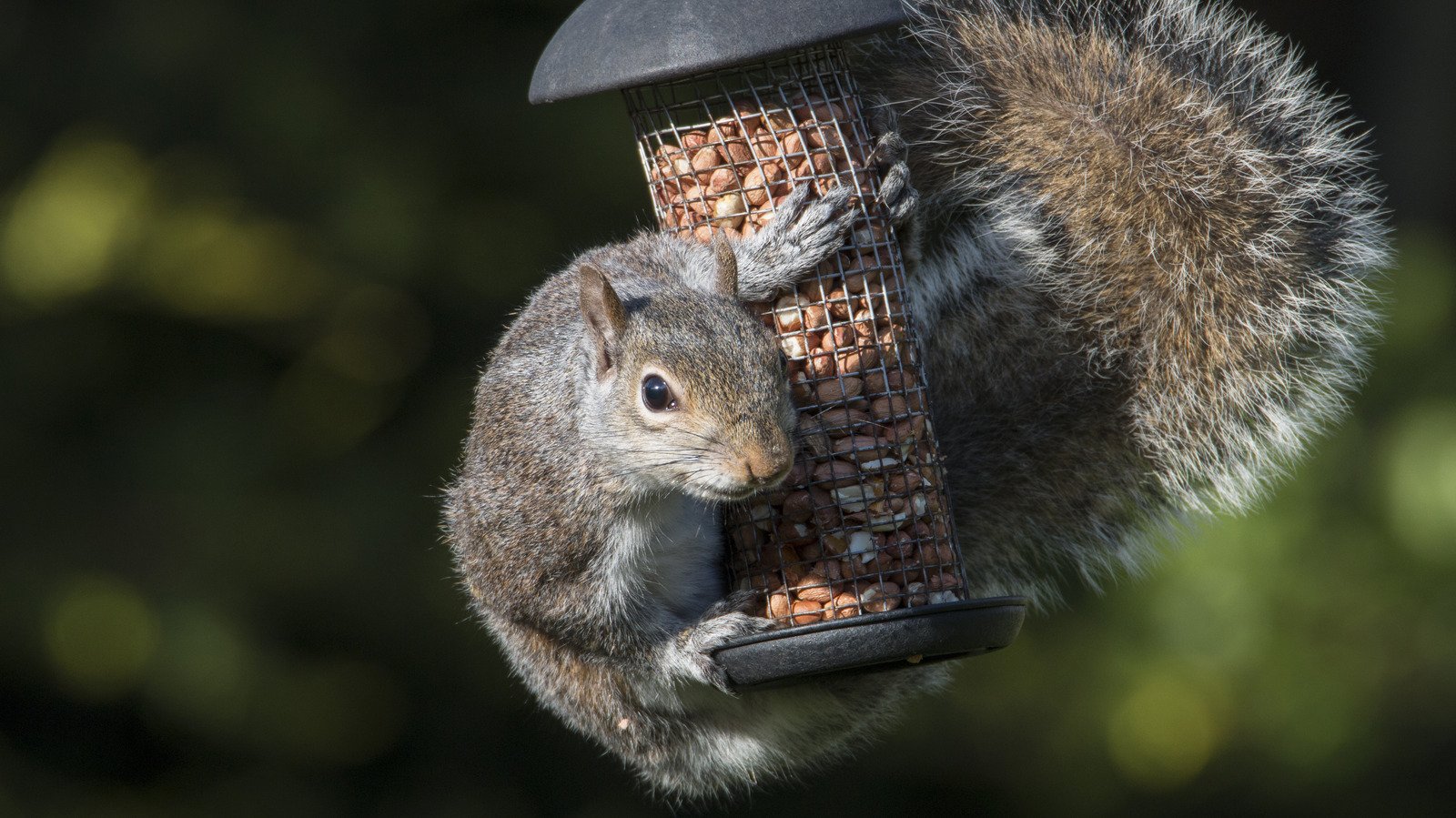 The 'Hack' That Absolutely Doesn't Work To Keep Squirrels Away From Your Bird Feeder