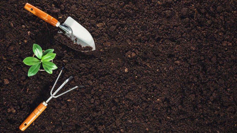 You've Been Cleaning Your Gardening Tools Wrong This Entire Time