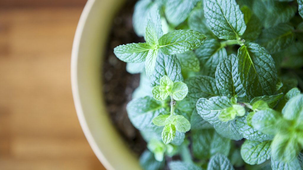 green fingers