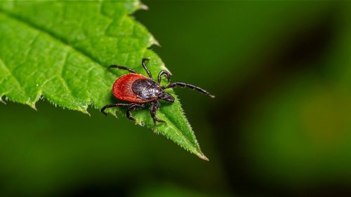 12 Common Predators That Can Help Naturally Get Rid Of Ticks In Your Yard
