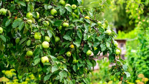 The Overlooked Tip That'll Help Your Fruit Trees Grow Faster