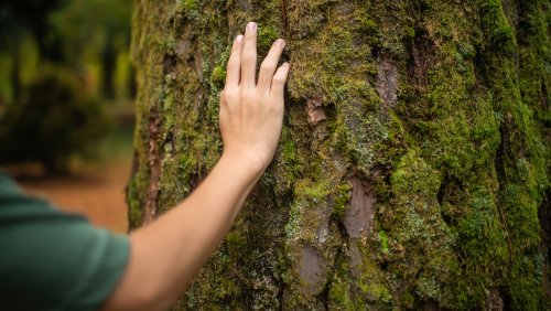 How To Get Rid Of Lichen And Moss From Backyard Trees